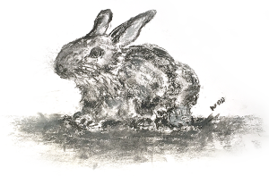 A charcoal drawing of Lodge Coppice's resident, small grey rabbit nibbles clover
